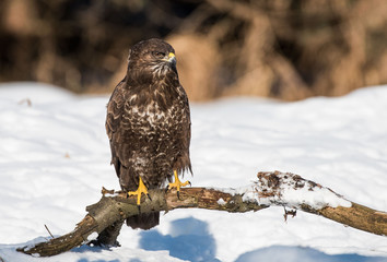 Myszołów zwyczajny, myszołów, Buteo buteo, buzzard © Slawomir