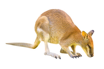 Australian Wallaby, Macropus Rufogriseus, side view isolated on white background. The Wallaby is a marsupial of Macropodidae family whose size is not large enough to be considered a kangaroo. - obrazy, fototapety, plakaty