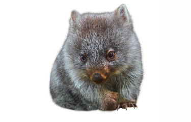 Sweet and tender little australian wombat in position marsupial. Isolated on white background. The Wombat is a crepuscular and nocturnal marsupial.