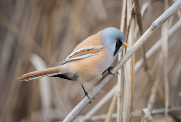 Wąsatka Panurus biarmicus Whiskers