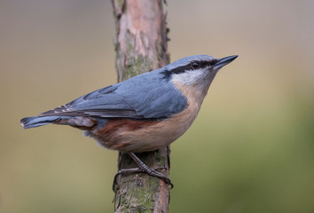 Eurasian Nuthatch Kowalik (Sitta europaea) 
