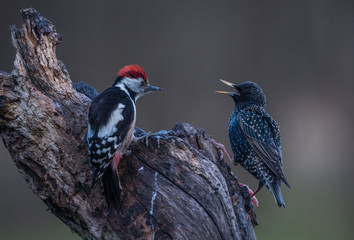 Middle Spotted Woodpecker and Starling © Slawomir