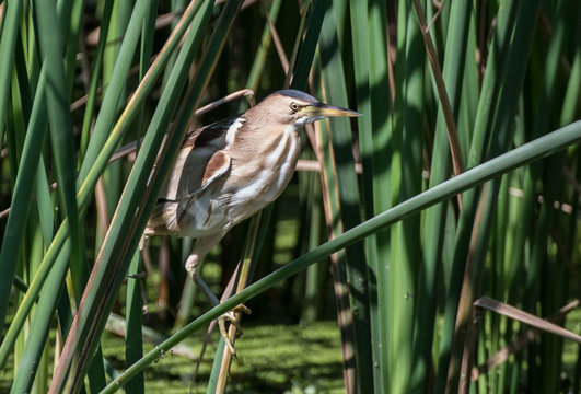 Bączek Ixobrychus minutus little top
