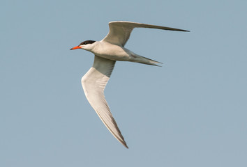 Common tern, Sterna hirundo, rybitwa rzeczna