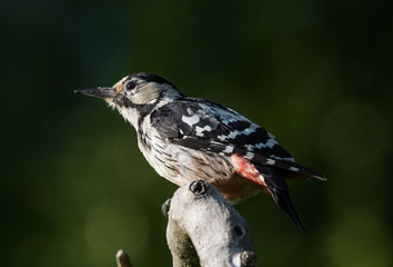 White-backed woodpecker, dzięcioł białogrzbiety, Dendrocopos leucotos - obrazy, fototapety, plakaty