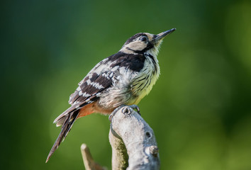 White-backed woodpecker, dzięcioł białogrzbiety, Dendrocopos leucotos © Slawomir