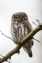 sóweczka - Glaucidium passerinum - pygmy owl