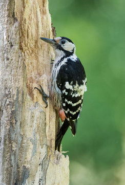 White-backed woodpecker, dzięcioł białogrzbiety, Dendrocopos leucotos