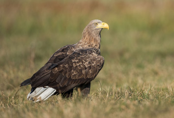 White-tailed Eagle bielik Haliaaetus albicilla © Slawomir