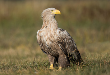 White-tailed Eagle bielik Haliaaetus albicilla © Slawomir