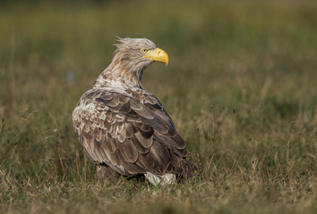 White-tailed Eagle bielik Haliaaetus albicilla © Slawomir