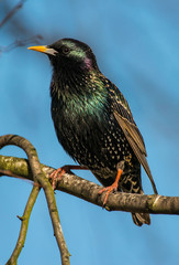 szpak Sturnus vulgaris Starling
