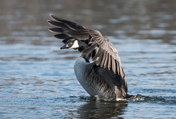 Canadian barnacle bernikl kanadyjska © Slawomir