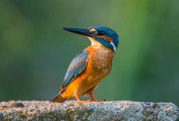 zimorodek - Alcedo atthis - kingfisher