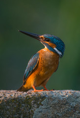 zimorodek - Alcedo atthis - kingfisher