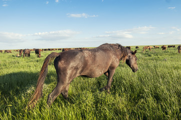 A herd of wild horses shown on Water island in atmospheric Rostov state reserve