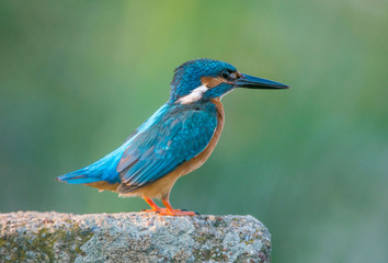 zimorodek - Alcedo atthis - kingfisher © Slawomir