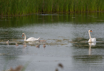 Mute swan, Łabędź niemy, Cygnus olor © Slawomir