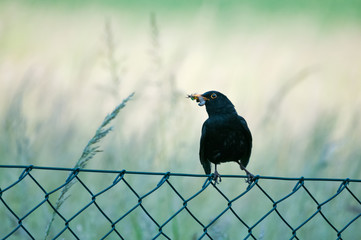Amsel mit Insekten als Futter im Schnabel für ihre Küken