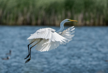 Fototapeta na wymiar White heron, Ardea alba