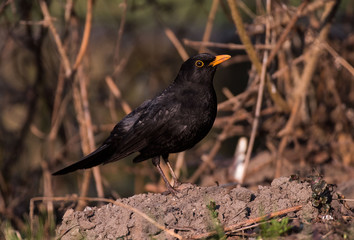 kos Turdus merula blackbird