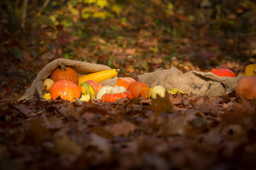 autumn pumpkins