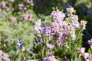 Obraz premium Common heather or Ling (Calluna vulgaris)