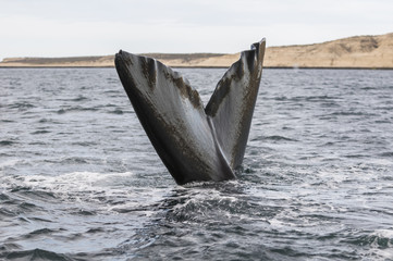 Fototapeta premium Southern Right Whale tail, Patagonia, Argentina