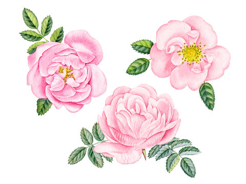pink rose. Watercolor hand painted pink rose. Can be used as print, postcard, invitation, greeting card, packaging design, element design, textile, and so on.