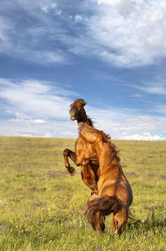Fighting wild stallions on summer meadow