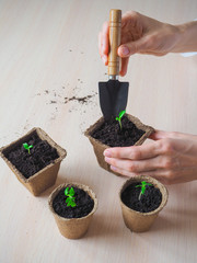 Planting young tomato seedlings in peat pots on wooden background. Agriculture, garden, homegrown food, vegetables, sustainable household concept.
