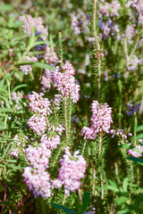 Common heather or Ling (Calluna vulgaris)