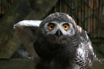 Schneeeule schneeule