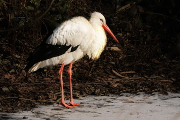 Weißstorch Weissstorch Weisstorch