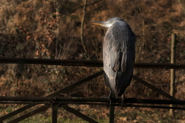 graureiher Fischreiher