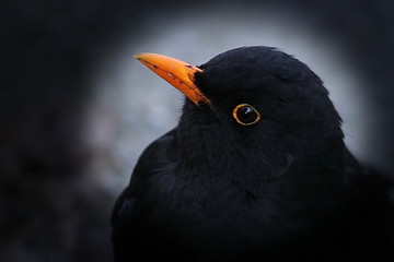 Amsel