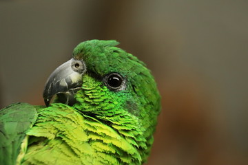 Obraz premium Rotspiegelamazone