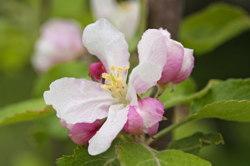 White-pink apple blossom with buds and raindrops close-up. Apple tree flowers with stamens over green out-of-focus background.