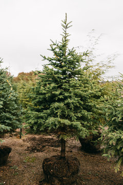 Christmas tree