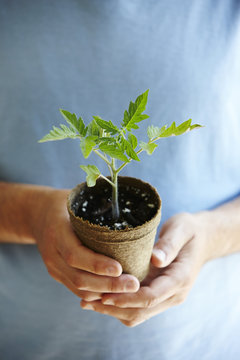 Close-up of Man's Hands Holding a Tomato Seedling in Compostable Pot