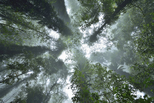 Looking Upwards in Rainforest, Dorrigo, Dorrigo National Park, New South Wales, Australia