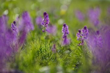 Polygala, summer meadow, pink flowers
