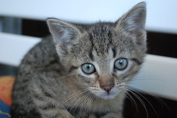 cute little tabby kitty cat - kitten - looking in camera