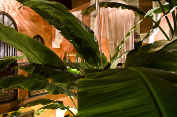 Large Green Leaves with Lighting