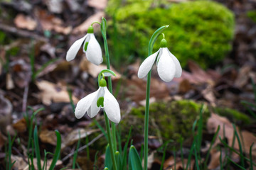 Spring forest with snowdrops