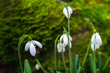 Spring forest with snowdrops
