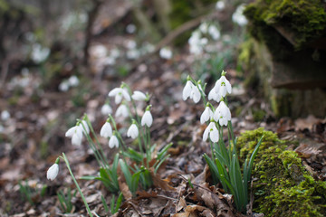 Spring forest with snowdrops