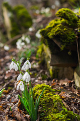 Spring forest with snowdrops