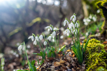 Spring forest with snowdrops