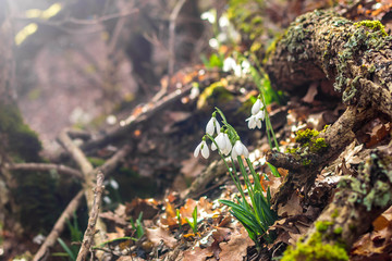 Spring forest with snowdrops
